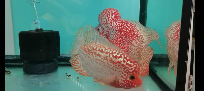 Live Freshwater Golden Base Kamfa Fry 1.00-2.00" Flowerhorn by Snow X Breed Thailand