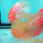Live Freshwater Golden Base Kamfa Fry 1.00-2.00" Flowerhorn by Snow X Breed Thailand