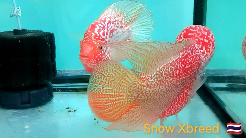 Live Freshwater Golden Base Kamfa Fry 1.00-2.00" Flowerhorn by Snow X Breed Thailand