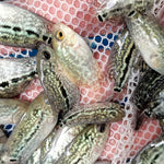 Live Freshwater Golden Base Kamfa Fry 1.00-2.00" Flowerhorn by Snow X Breed Thailand