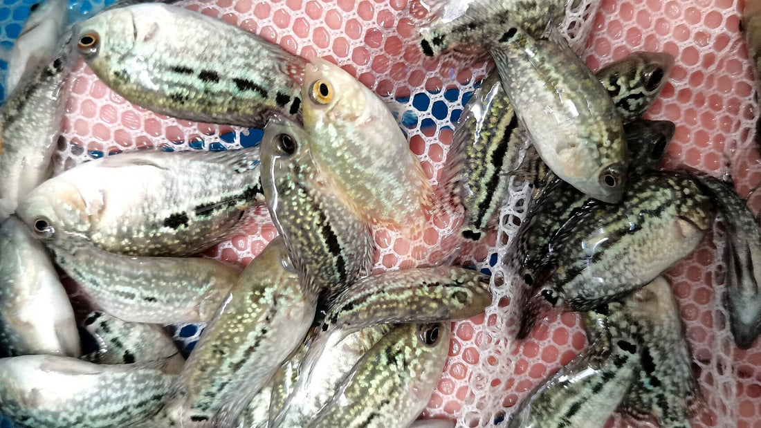 Live Freshwater Golden Base Kamfa Fry 1.00-2.00" Flowerhorn by Snow X Breed Thailand