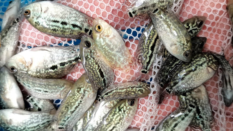 Live Freshwater Golden Base Kamfa Fry 1.00-2.00" Flowerhorn by Snow X Breed Thailand