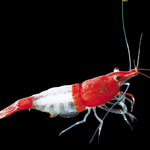 Live Freshwater Aquarium Premium Red Rili Shrimp 10/$30, 20/$50 (Neocaridina sp.)(FS-028)