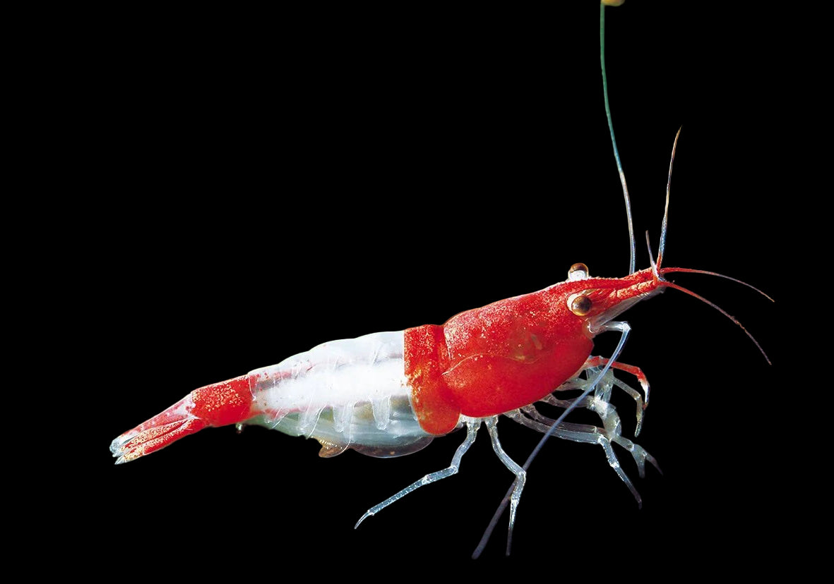 Live Freshwater Aquarium Premium Red Rili Shrimp 10/$30, 20/$50 (Neocaridina sp.)(FS-028)