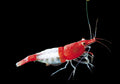 Live Freshwater Aquarium Premium Red Rili Shrimp 10/$30, 20/$50 (Neocaridina sp.)(FS-028)