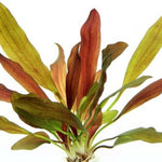 ECHINODORUS RED CHAMELEON (RED CHAMELEON)