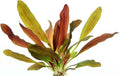 ECHINODORUS RED CHAMELEON (RED CHAMELEON)
