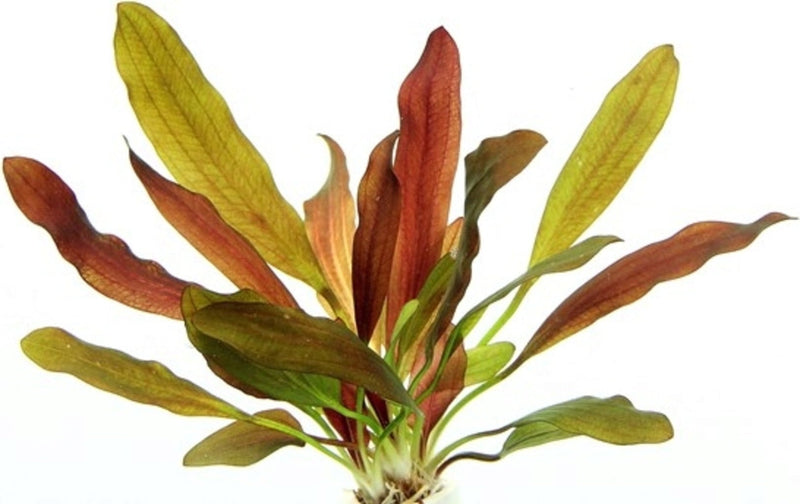 ECHINODORUS RED CHAMELEON (RED CHAMELEON)