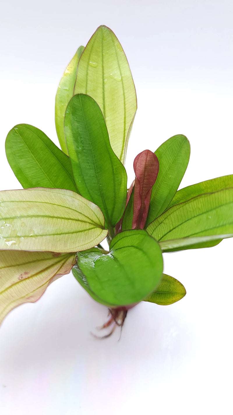 ECHINODORUS RED CHAMELEON (RED CHAMELEON)