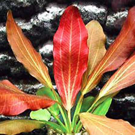 ECHINODORUS SP. 'RED FLAME (RED FLAME MD)