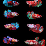red koi galaxy plakat female betta