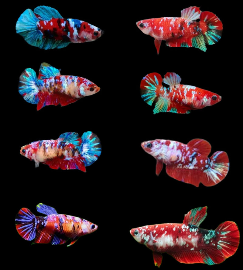 Live Female Betta Fish Red Koi Galaxy Plakat For Sale Online