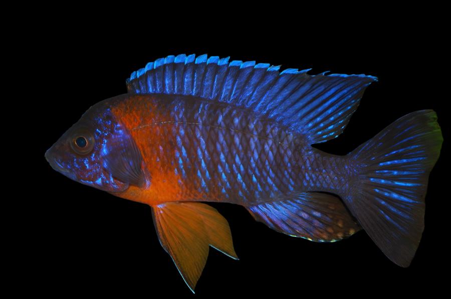 Red Shoulder Blue Peacock Cichlid (Aulonocara Hansbaenschi