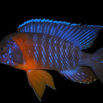Live Freshwater Cichlid Red Shoulder Blue Peacock Cichlid  (Aulonocara Hansbaenschi)(CHD-101)U010