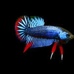 Blue Imbellis Red Tail Male Wild Betta Our Choice (CBM-1060)