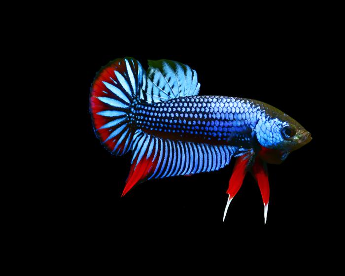 Blue Imbellis Red Tail Male Wild Betta (CBM-1060) BUY 4 GET 1 FREE MIX & MATCH