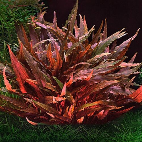 CRYPTOCORYNE WENDTII MIOYA (RED WEDNTII)