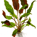 CRYPTOCORYNE WENDTII MIOYA (RED WEDNTII)