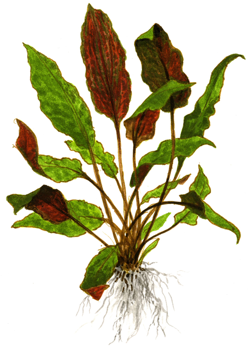 CRYPTOCORYNE WENDTII MIOYA (RED WEDNTII)