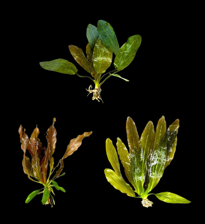 ECHINODORUS SP. 'RED FLAME (RED FLAME MD)