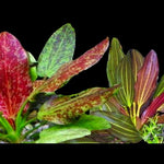 ECHINODORUS SP. 'RED FLAME (RED FLAME MD)