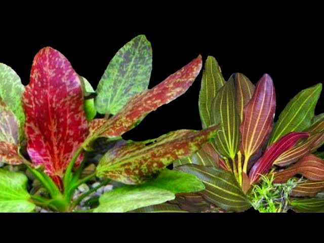 ECHINODORUS SP. 'RED FLAME (RED FLAME MD)