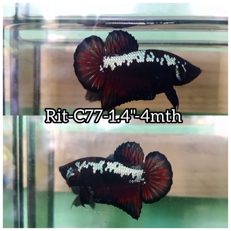 (RIT-C77) RED BLACK MAMBA PLAKAT MALE BETTA