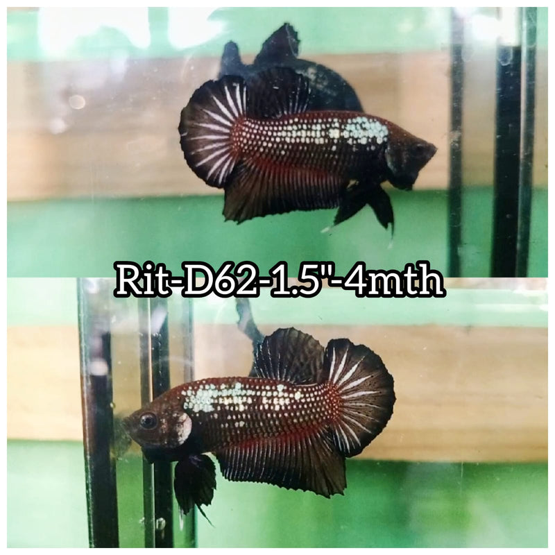 (RIT-C62) BLACK MAMBA PLAKAT MALE BETTA
