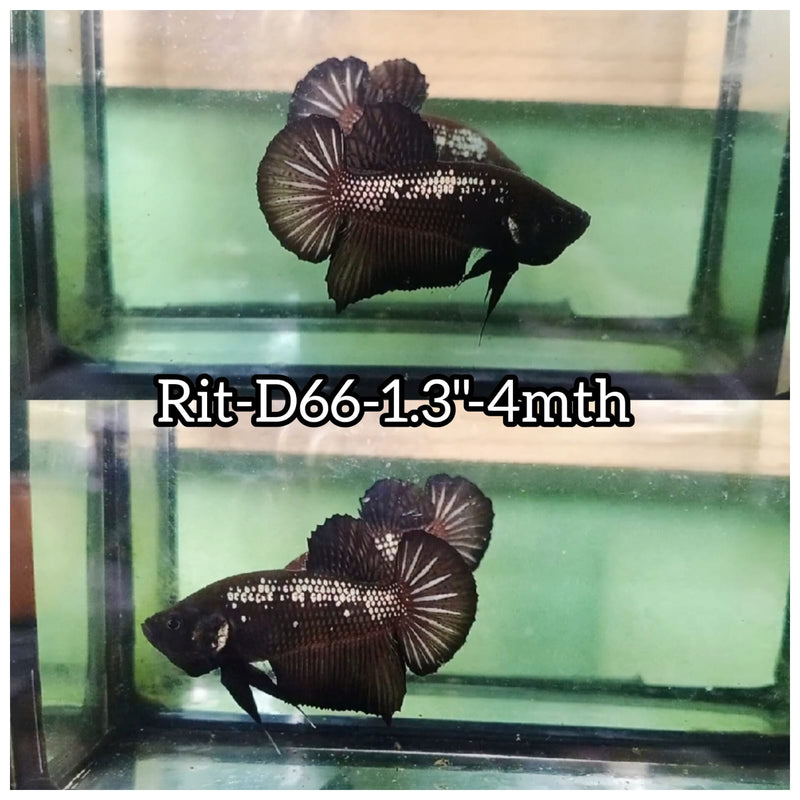 (RIT-C66) BLACK MAMBA PLAKAT MALE BETTA