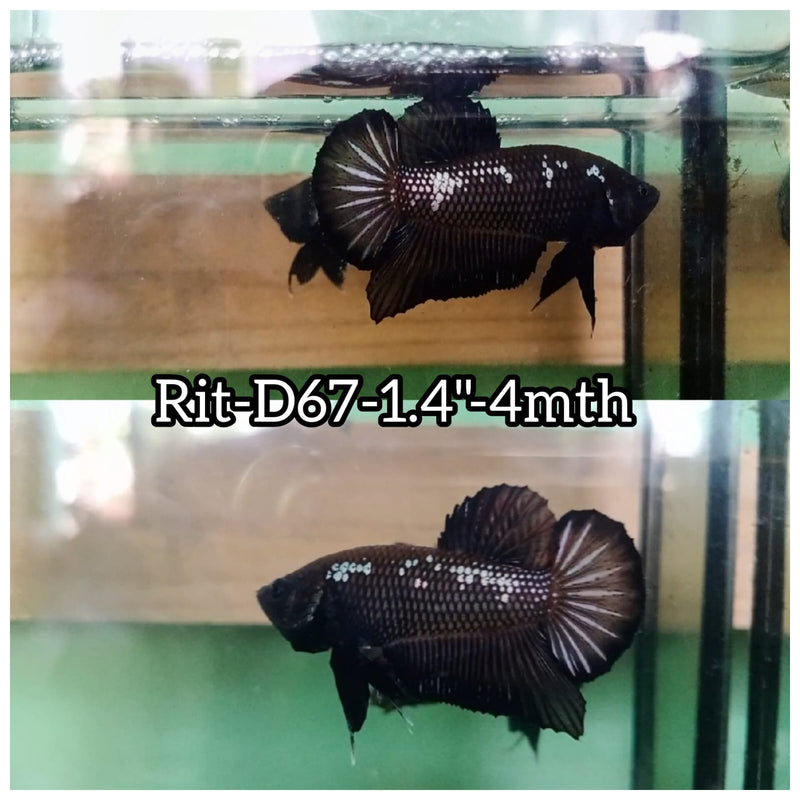 (RIT-D67) BLACK MAMBA PLAKAT MALE BETTA
