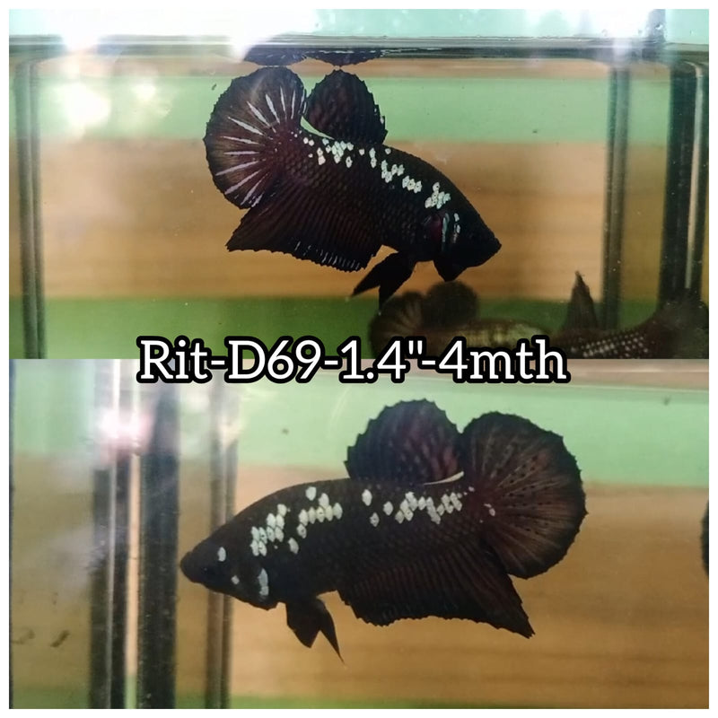 (RIT-D69) BLACK MAMBA PLAKAT MALE BETTA