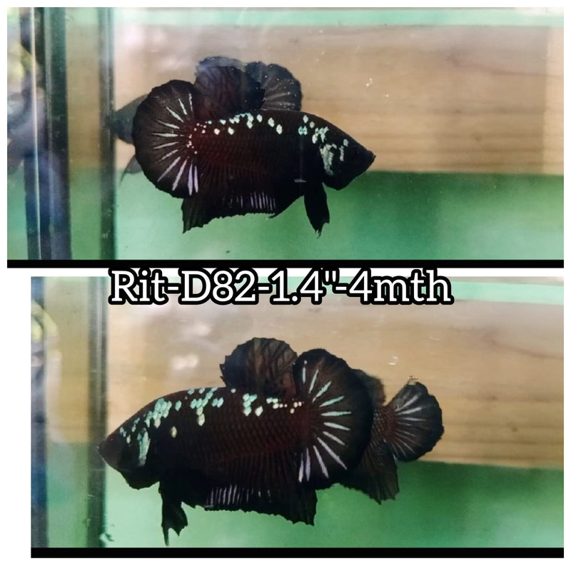 (RIT-D82) BLACK MAMBA PLAKAT MALE BETTA