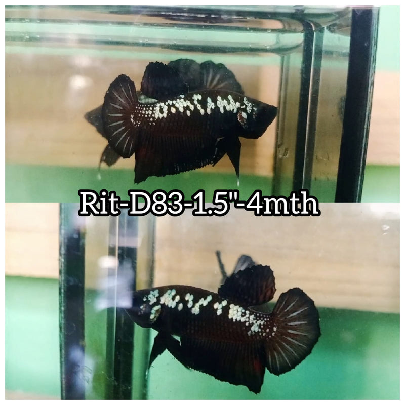 (RIT-D83) BLACK MAMBA PLAKAT MALE BETTA