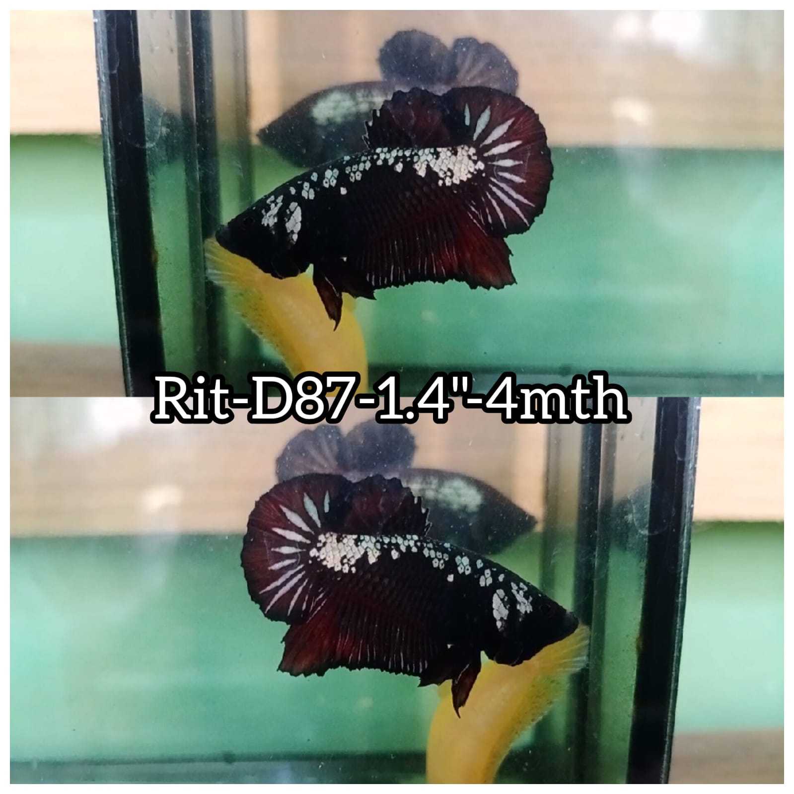 Betta Fish for Sale | Plakat Bettas | Fighting Fish | HMPK Betta ...