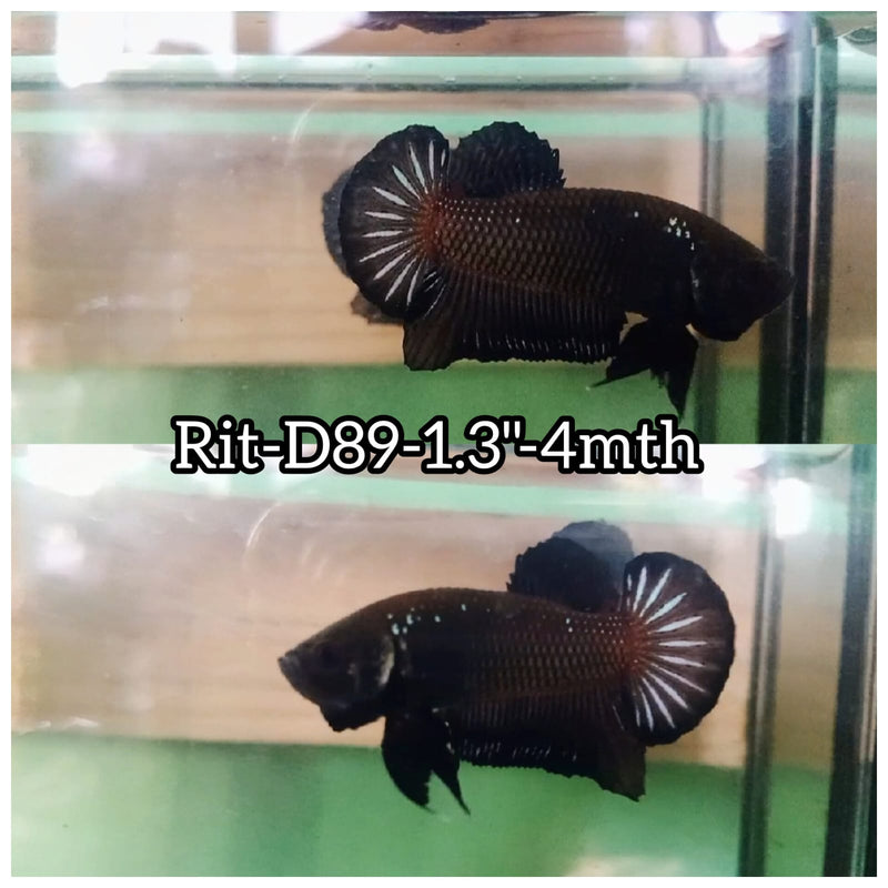 (RIT-D89) SUPER BLACK PLAKAT MALE BETTA