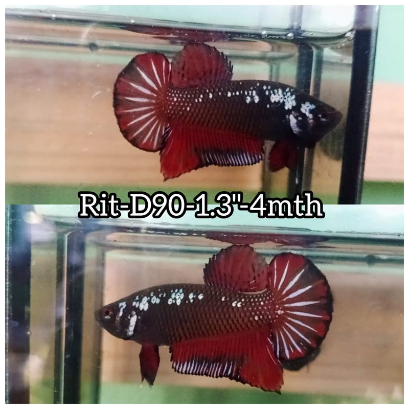 (RIT-D90) RED BLACK MAMBA PLAKAT MALE BETTA