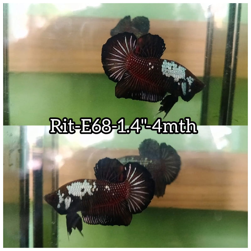 (RIT-E68) RED MAMBA PLAKAT MALE BETTA