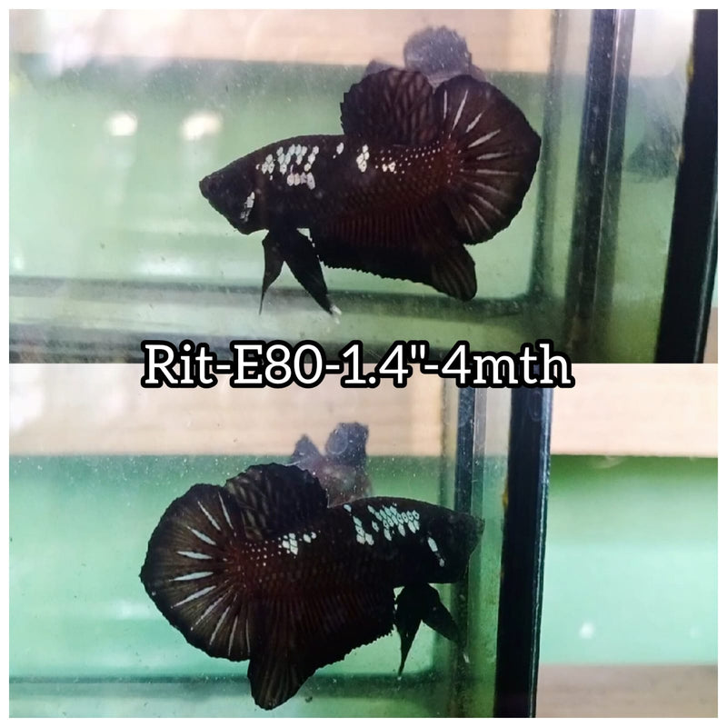 (RIT-E80) BLACK MAMBA PLAKAT MALE BETTA