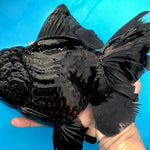 Live Fancy Goldfish Premium Select Our Choice Giant BREED Giant Super Black/Jet Black mix Thai Oranda GROW UP TO 5.5-7'' BODY(CGF-055)