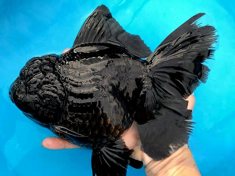 Live Fancy Goldfish Premium Select Our Choice Giant BREED Giant Super Black/Jet Black mix Thai Oranda GROW UP TO 5.5-7'' BODY(CGF-055)