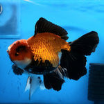 Live Fancy Goldfish Premium Select Our Choice Giant BREED Giant Special Apache Thai Oranda GROW UP TO 5.5-7'' BODY(CGF-064)