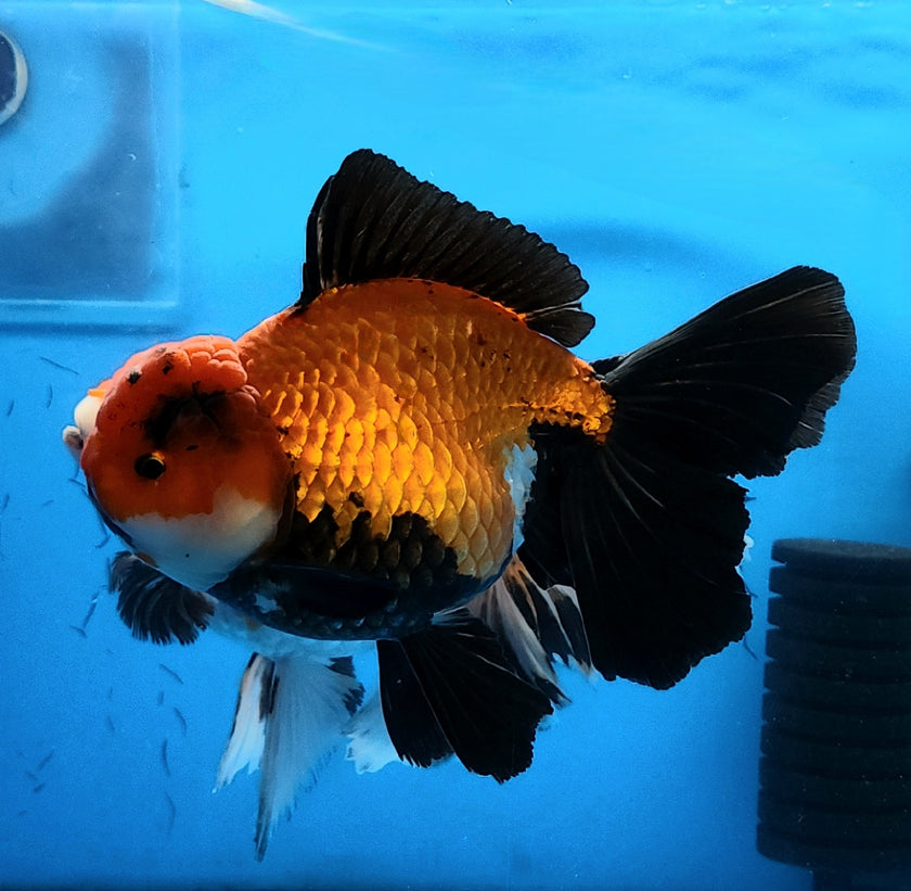 Live Fancy Goldfish Premium Select Our Choice Giant BREED Giant Special Apache Thai Oranda GROW UP TO 5.5-7'' BODY(CGF-064)