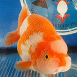 Live Fancy Goldfish Premium Select Our Choice Big Head Thai Lionchu Red/White Grow up to Over 5'' BODY(CGF-067)