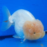 Live Fancy Goldfish Premium Select Our Choice Big Head Thai Lionchu White Lemon Head Grow up to Over 5'' BODY(CGF-070)