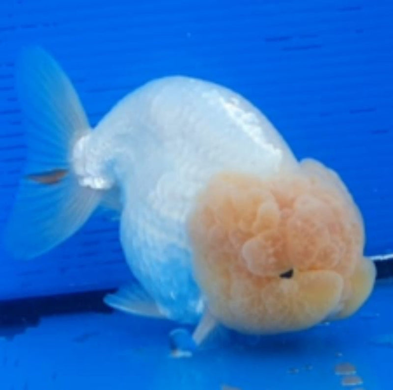Live Fancy Goldfish Premium Select Our Choice Big Head Thai Lionchu White Lemon Head Grow up to Over 5'' BODY(CGF-070)