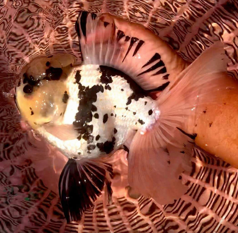 Live Fancy Goldfish Premium Select Our Choice Giant BREED Giant Special Color Panda Thai Oranda GROW UP TO 5.5-7'' BODY(CGF-059)