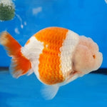 Live Fancy Goldfish Premium Select Our Choice Big Head Thai Lionchu Red/White Grow up to Over 5'' BODY(CGF-067)