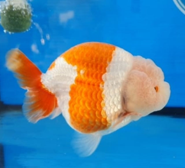 Live Fancy Goldfish Premium Select Our Choice Big Head Thai Lionchu Red/White Grow up to Over 5'' BODY(CGF-067)