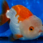 Live Fancy Goldfish Premium Select Our Choice Big Head Thai Lionchu Red/White Grow up to Over 5'' BODY(CGF-067)