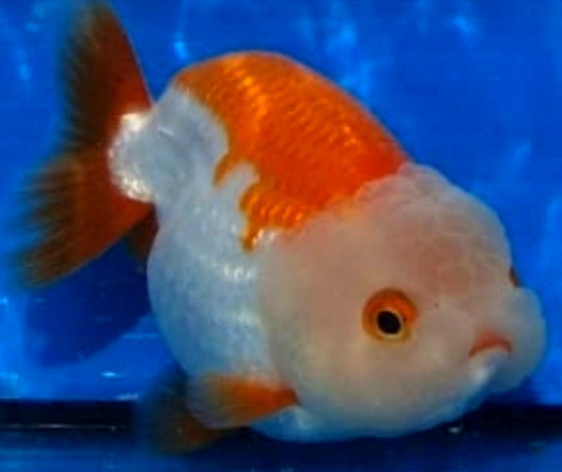 Live Fancy Goldfish Premium Select Our Choice Big Head Thai Lionchu Red/White Grow up to Over 5'' BODY(CGF-067)